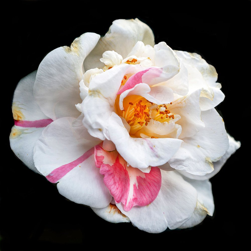 16 camelia bianca per mostra web.jpg